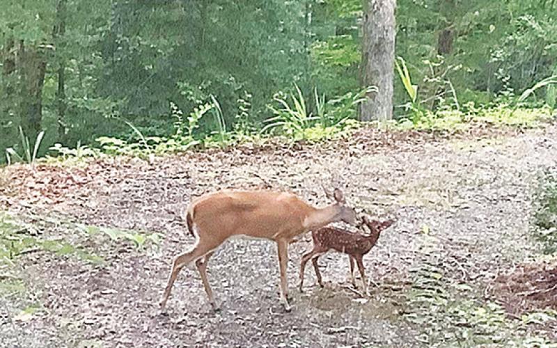 Susie Evans/Contributing Photographer A mother deer was spotted cleaning her newly born baby from a kitchen window in Bellview on July 8.