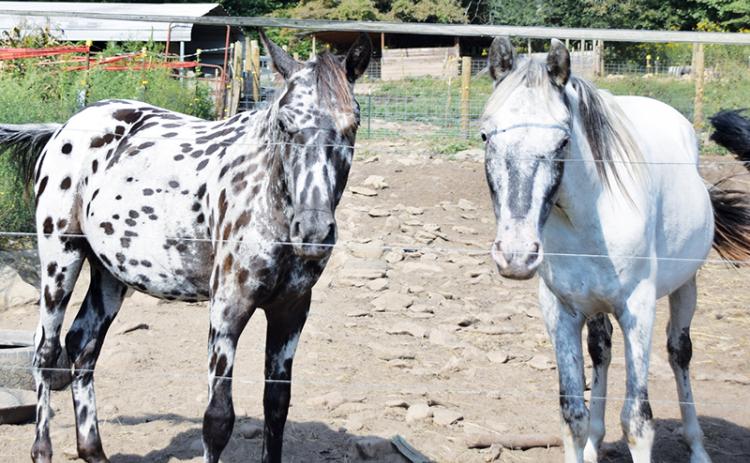 Two of the horses who are wards of Cherokee County are looking far healthier than when they first arrived at Double 00 Farm in Robbinsville. Photo by Art Miller