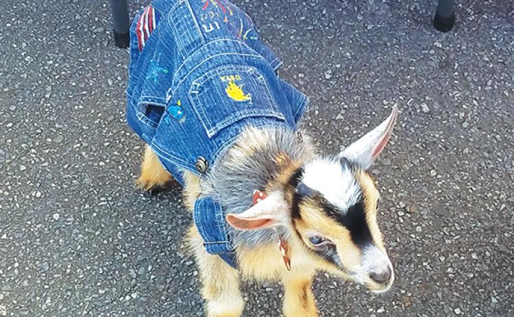 Bill Belian/Contributing Photographer  This little 2-month-old goat was spotted wearing a pair of hand-painted overalls during Food Truck Friday on June 9 in downtown Andrews. His name is Arrowhead. 