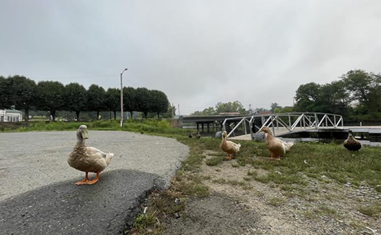 Randy Foster/editor@cherokeescout.com Ducks approach a photographer expecting a food handout before returning to the water empty-beaked at the Hiwassee Street boat ramp in downtown Murphy on Monday.