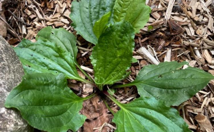 Plantain is a common “weed” that is used in many healing salves, and it grows all over this area. You can easily find it growing on the side of the road or the edge of gravel driveways.