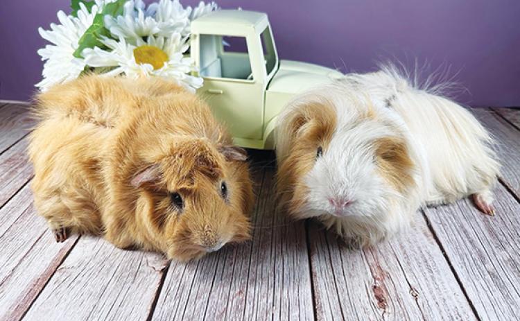 Photos by Sarah Fish/Contributing Photographer  These two abandoned guinea pigs, Coffee and Kramer, would like to have a place to call home. 
