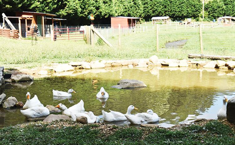 Seeing nature up close can bring peace to the soul, including the ducks in a pond at Owl Creek Farm Resort. 