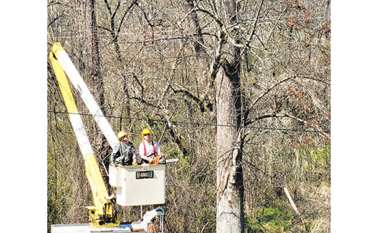 Donald Hale/Contributing Photographer Workers with Murphy Electric Power Board trim trees in Murphy to keep their lines – and the public – safe from falling limbs. One onlooker said the power company was “exceeding expectations.”