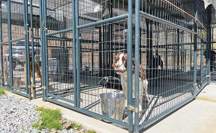 Randy Foster/editor@cherokeescout.com This outdoor kennel will need to be replaced, according to an estimated $262,821 in state-required improvements at the Valley River Humane Society in Marble.